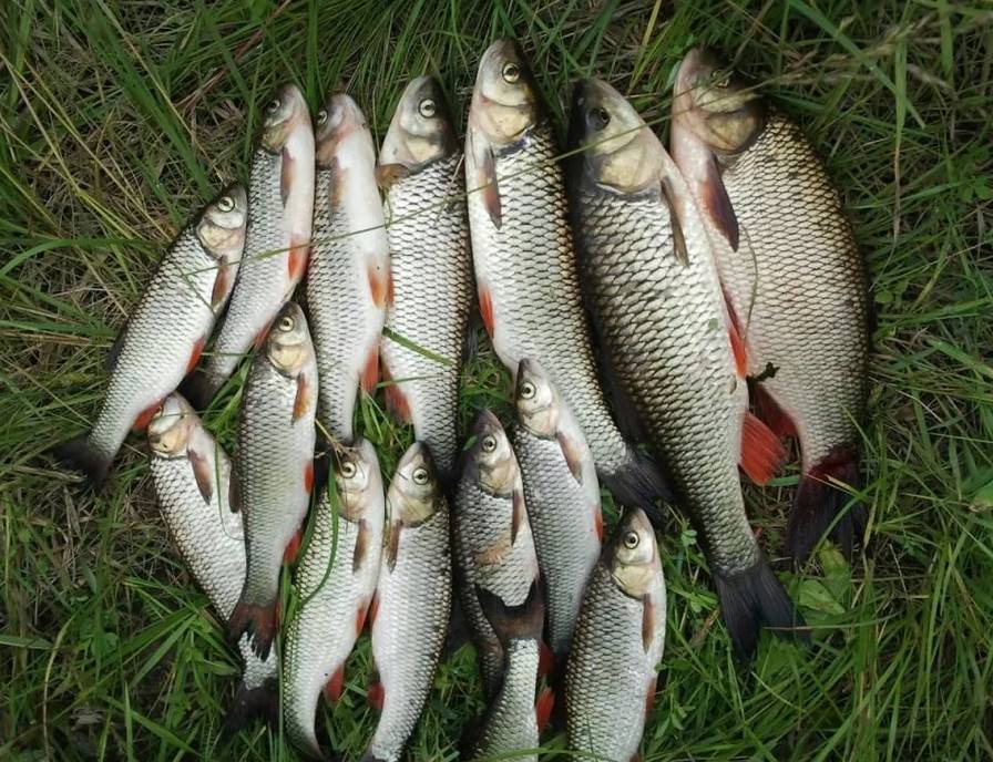 Рыбалка в кемеровской области – самые уловистые места и видовое разнообразие рыб – ribalim.com
