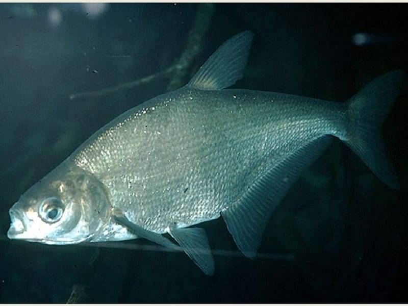 Рыба сопа: описание, питание, среда обитания и интересные факты