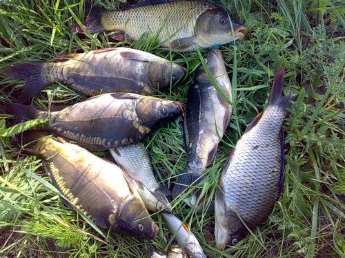 Рыбалка в казани: где ловить, лучшие рыбные места в зеленодольске, на богородском озере