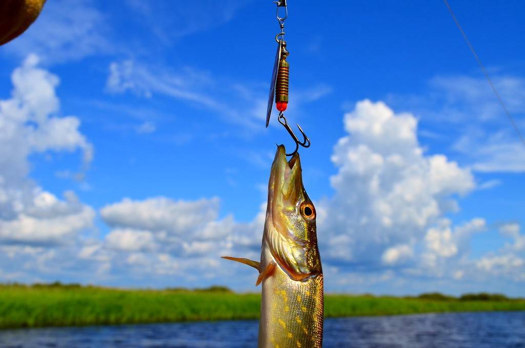 Рыбалка в егорьевске — особенности ловли в рыбхозах егорьевского района, какая рыба водится