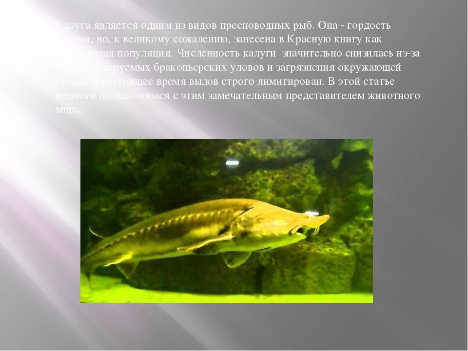 Линь рыба. описание, особенности, виды, образ жизни и среда обитания линя | живность.ру