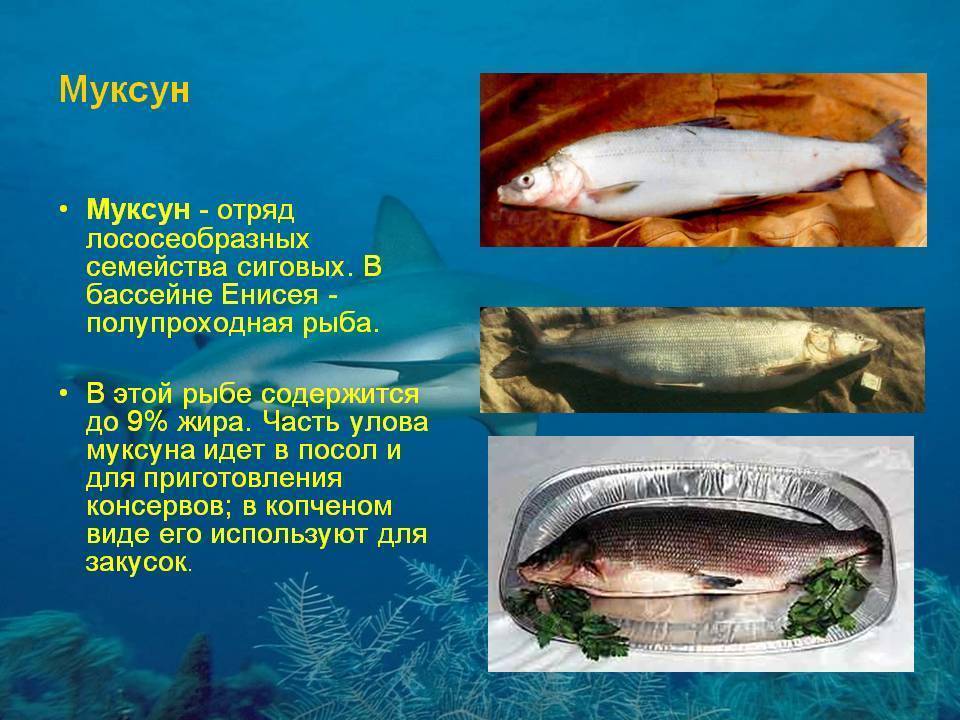 В какой рыбе есть описторхоз: пелядь, щекур, щука, форель, список
