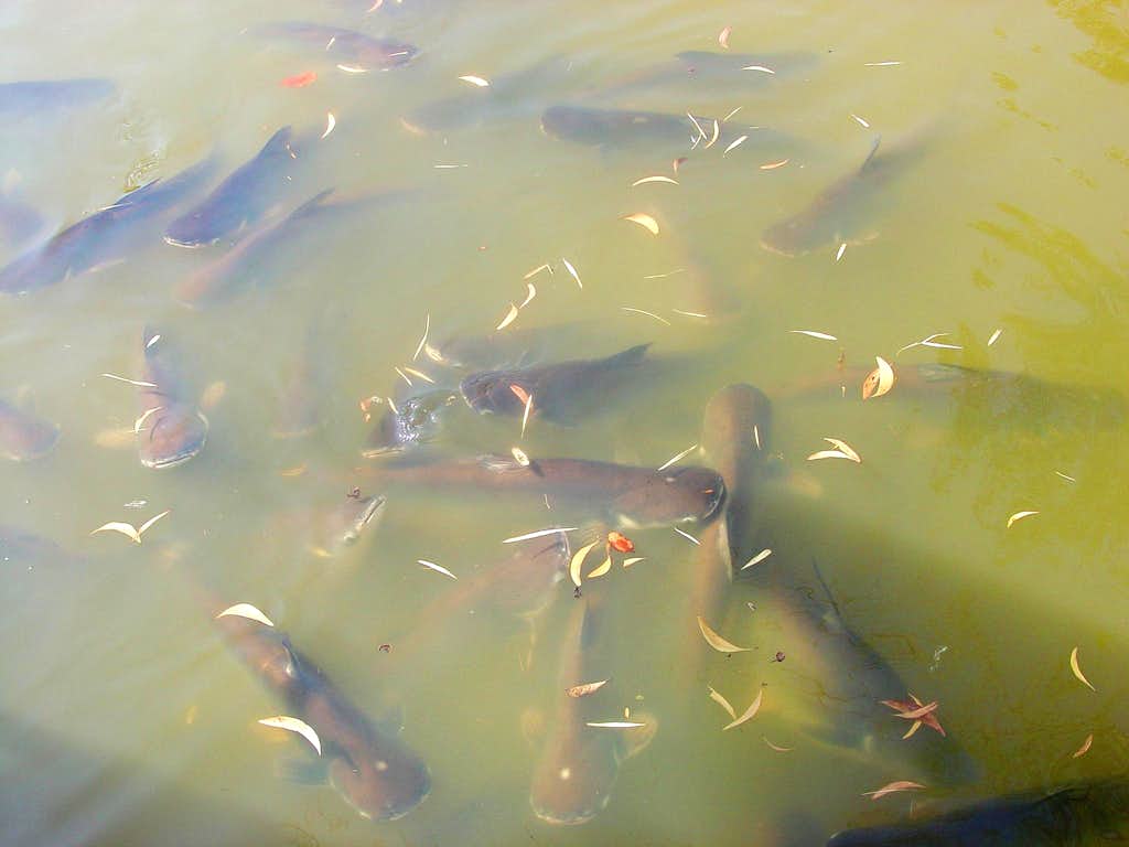Разведение рыбы - с чего начать и как правильно содержать рыбу (95 фото)