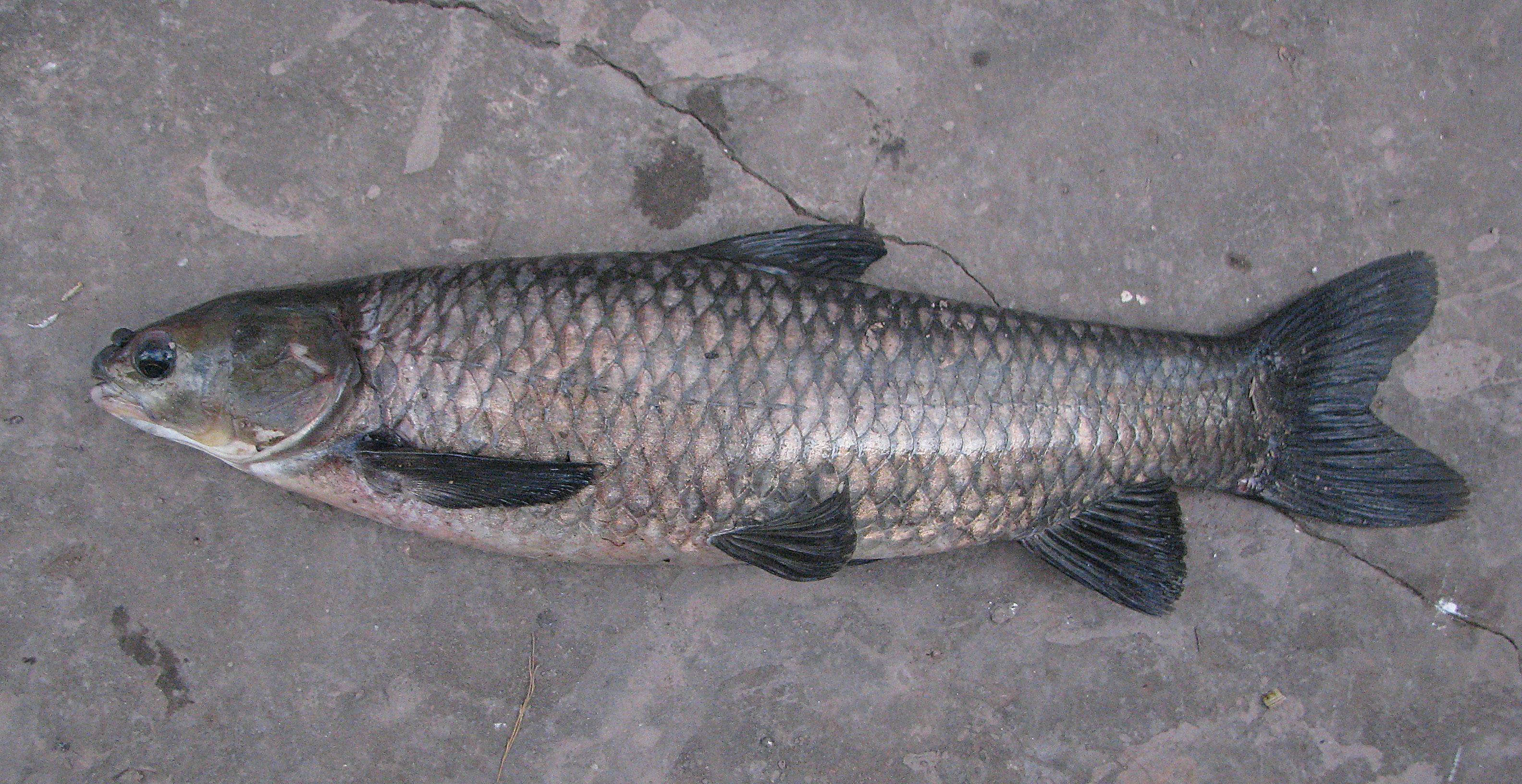 Рыба белый амур: особенности ловли рыбы, рецепты приготовления с фото
