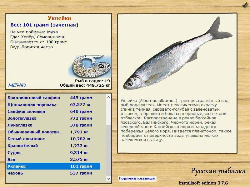 Рыба чехонь: где обитает, когда и на что ловить, снасти и рецепты прикормки