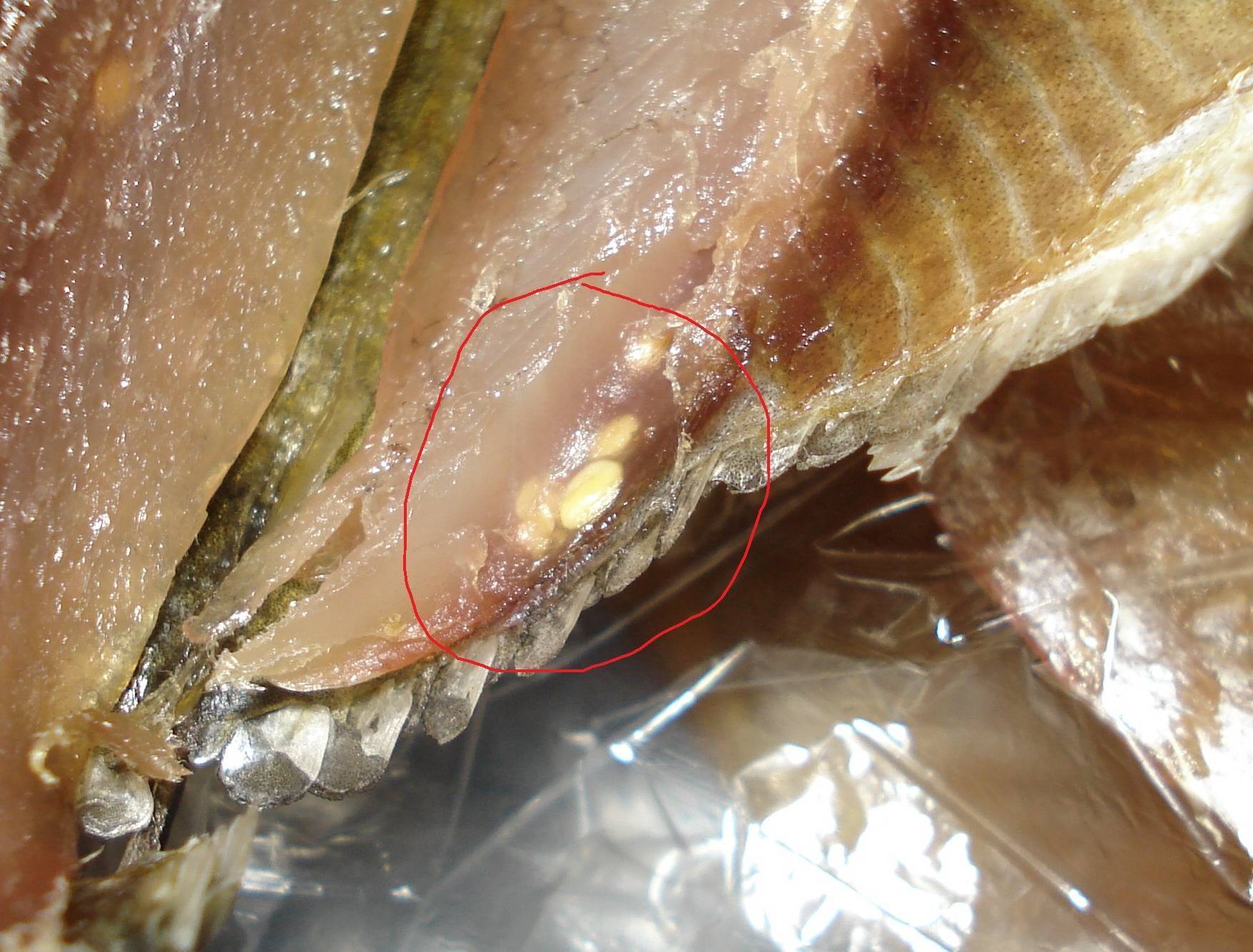 Сохраняются ли паразиты в замороженной рыбе | tsitologiya.su