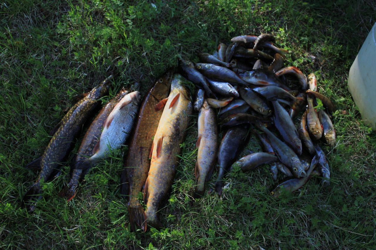 Рыбалка в карелии дикарем: лучшие места и особенности, выбор озера