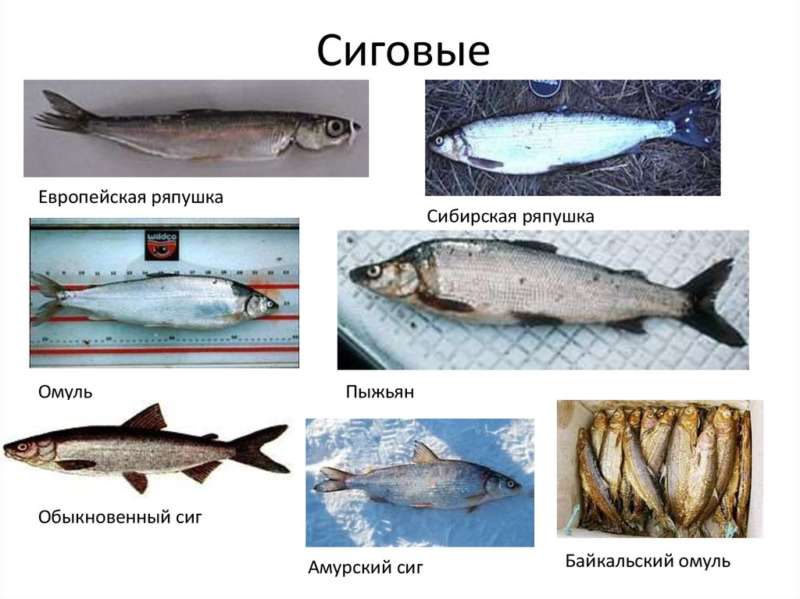 Особенности рыбы сиг, ее фото и кулинарные рецепты