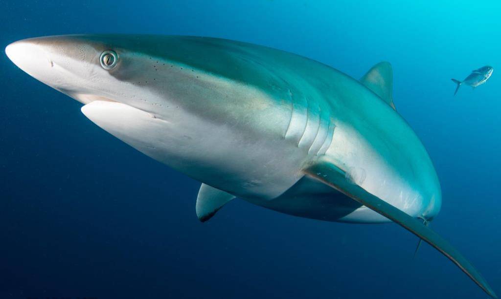 Акулы атлантического океана: виды, фото, описание, опасность для человека