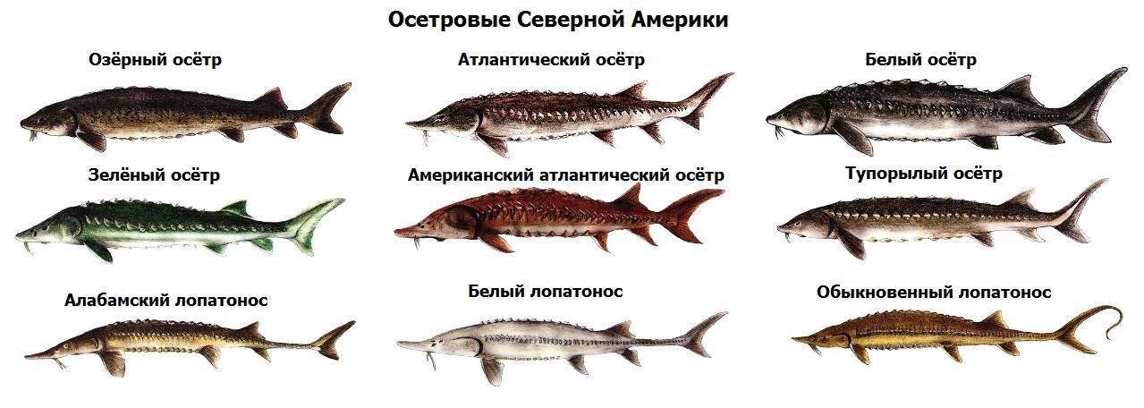 Семейство осетровых видов рыб — список самых популярных осетров, описание и фото