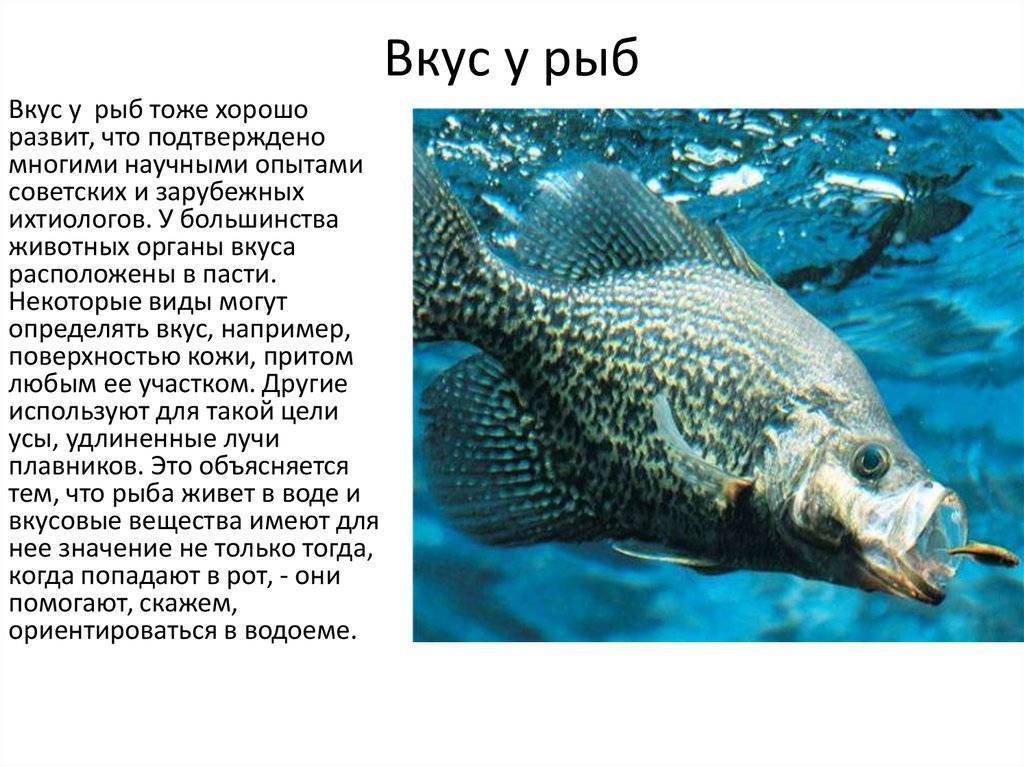 Слух у рыб, что является органом слуха у рыбы
