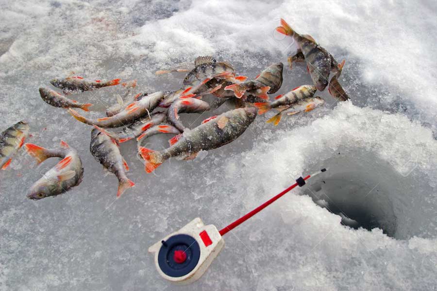Ловля окуня на мормышку зимой - на рыбалке!