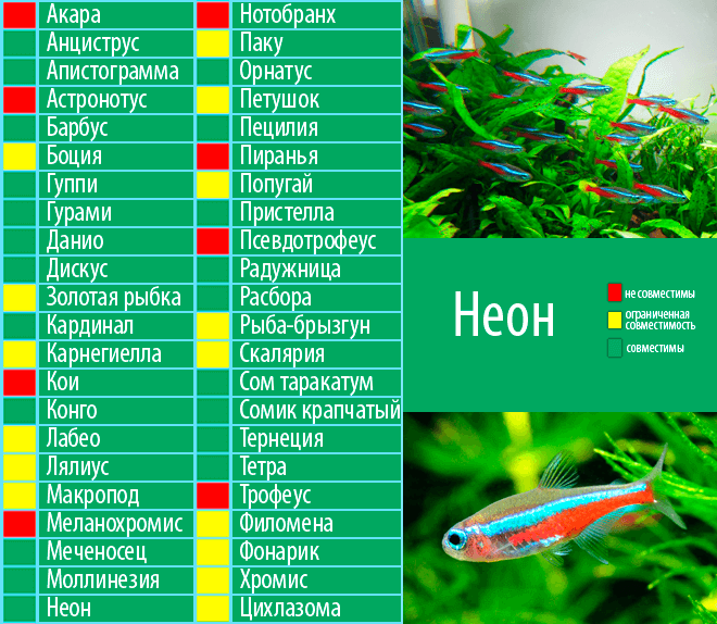 Акантофтальмусы: содержание, виды, кормление и размножение - ribulki.ru