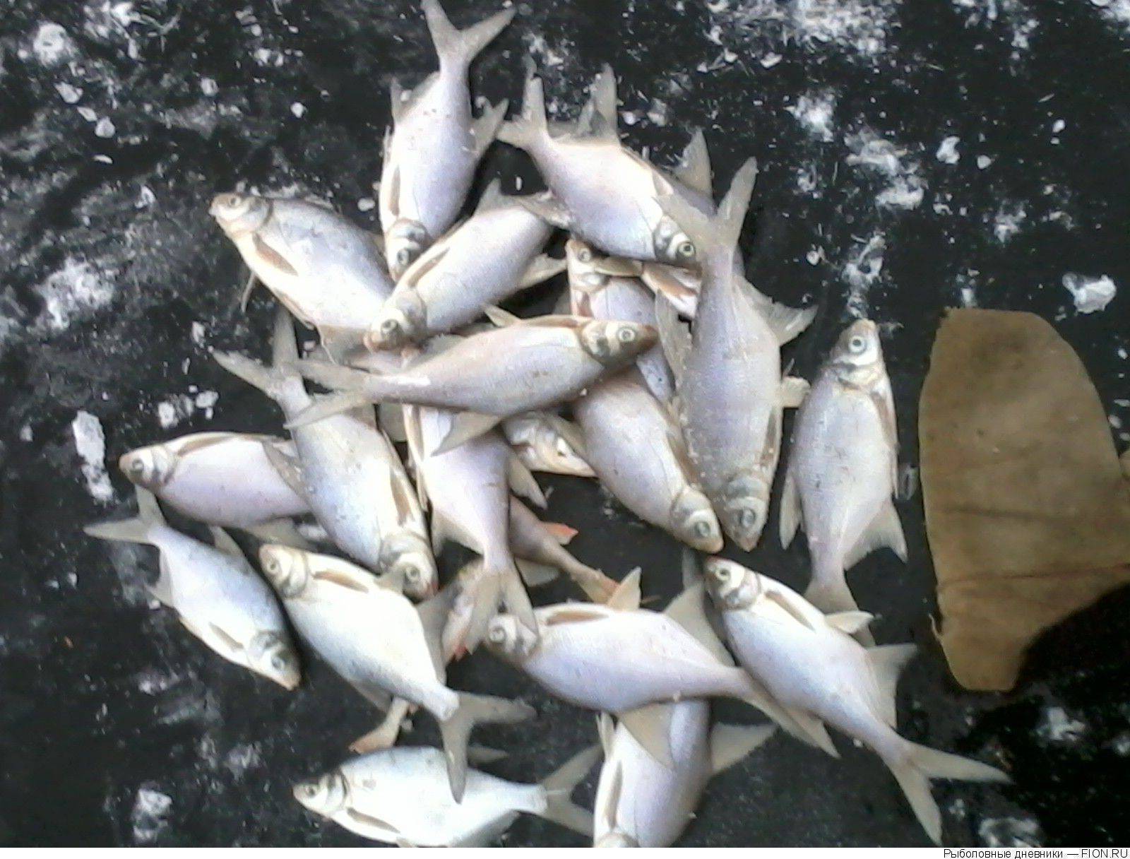 Рыбалка в петряихе (в “фишке», на рузском и озернинском водохранилище), какая рыба водится
