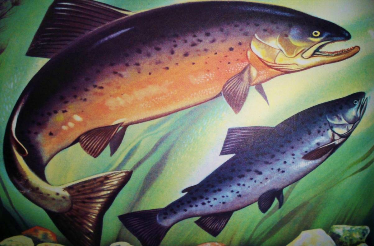 Радужная форель: описание рыбы и места обитания