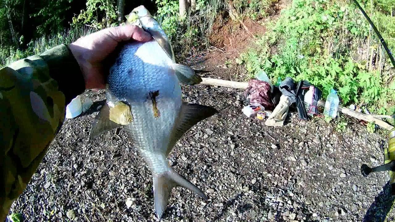 Аттрактант для рыбалки (видео 73)