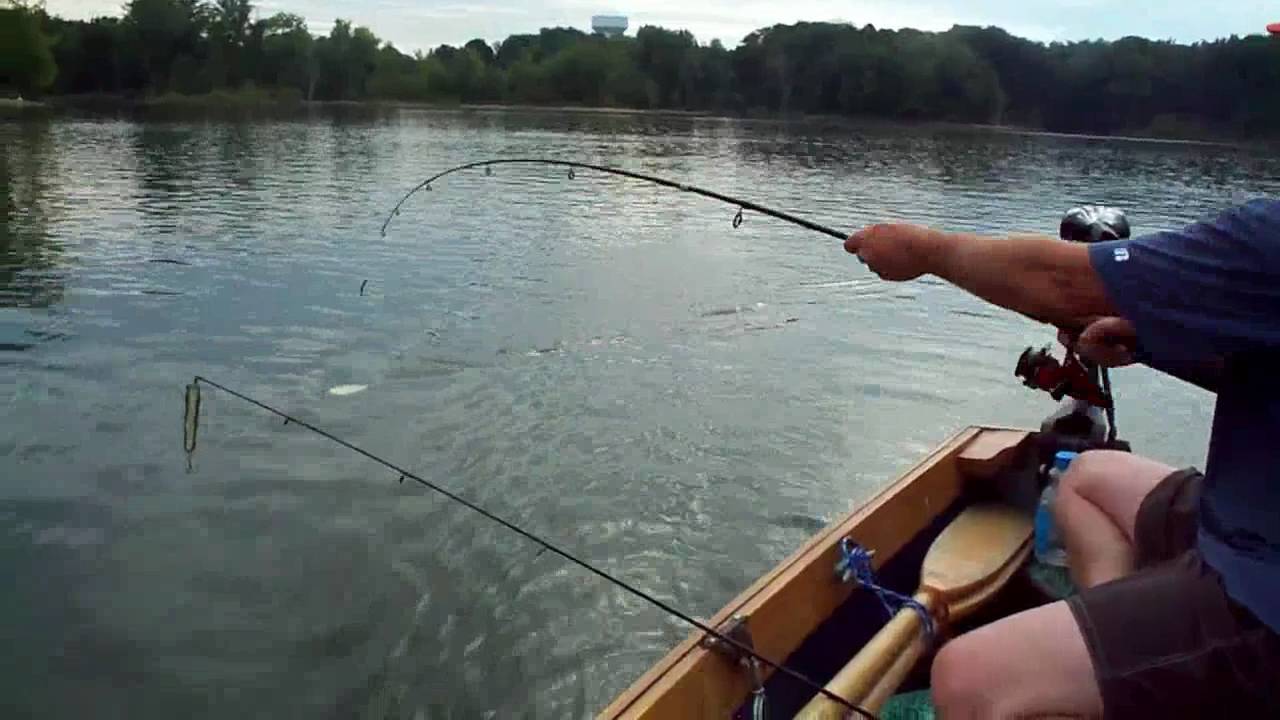Рыбалка на спиннинг | спиннинг клаб - советы для начинающих рыбаков
ловля щуки троллингом (на дорожку) – как правильно рыбачит