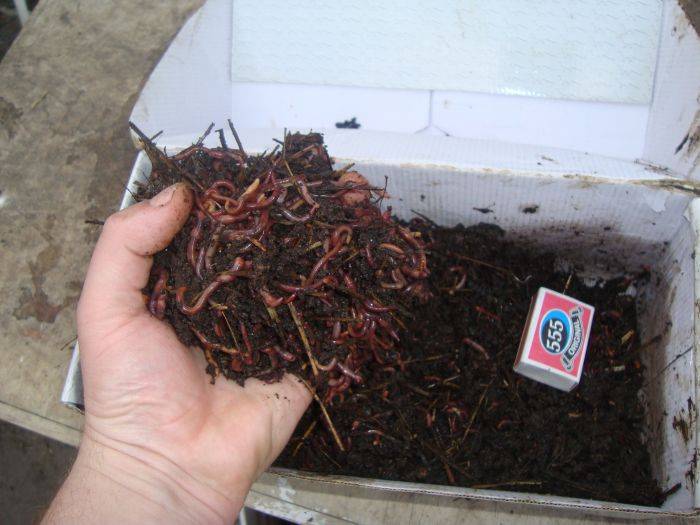 Как развести навозного червя в домашних условиях