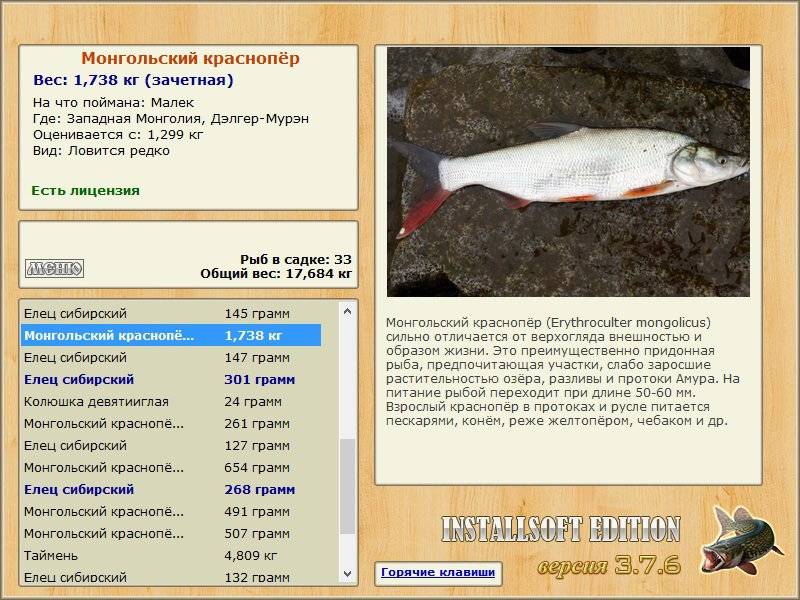 Рыба елец - фото, описание, виды, среда обитания, повадки и ловля ельца