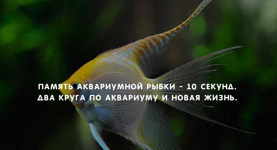 ✅ память у рыбы сколько - fish-hunt.net.ru