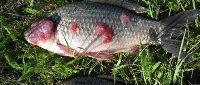 Селитерная рыба: можно ли употреблять в пищу и какая опасность для человека