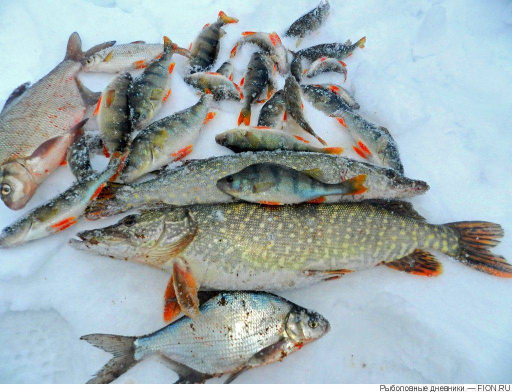 Рыбалка в курганской области | карта рыболовных мест