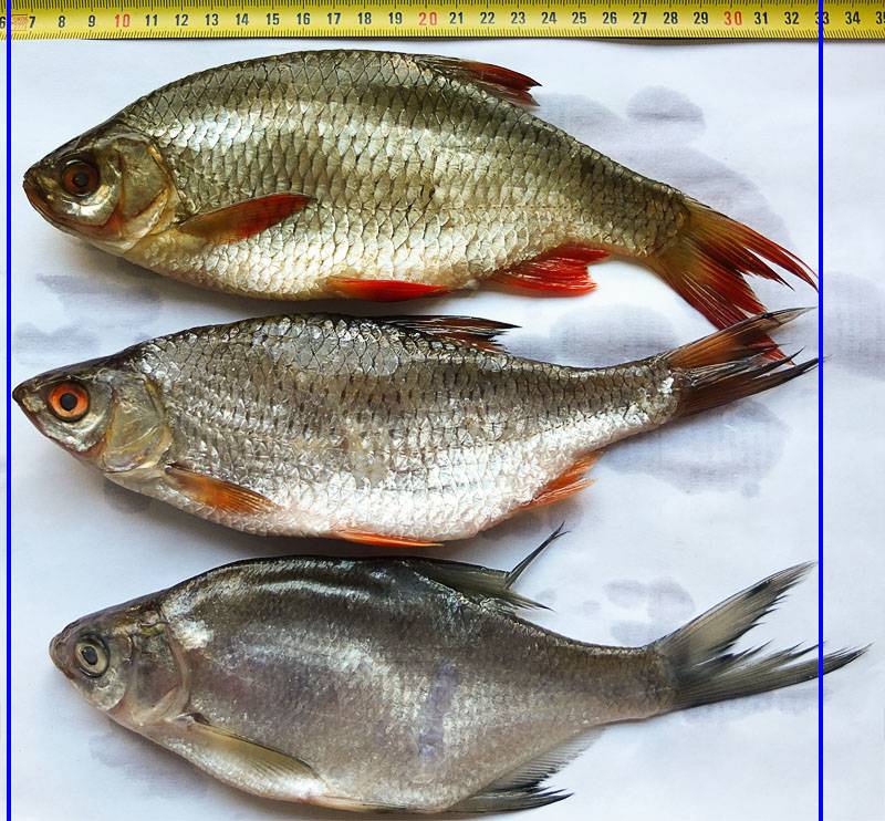 ✅ чем отличается плотва от красноперки. тарань и вобла — разница между этими рыбами, в чем отличия с кулинарной точки зрения - zevs-studio.ru