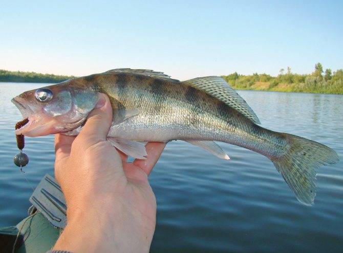 Особенности ловли в реке суре - рыбалка в россии и по всему миру - fishers-spb.ru