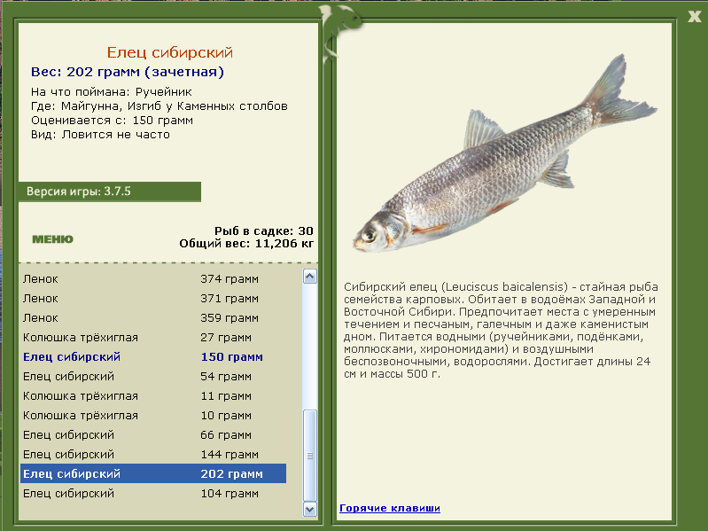 Рыба елец: фото и описание, где водится, на что ловится, вкусовые качества ельчика