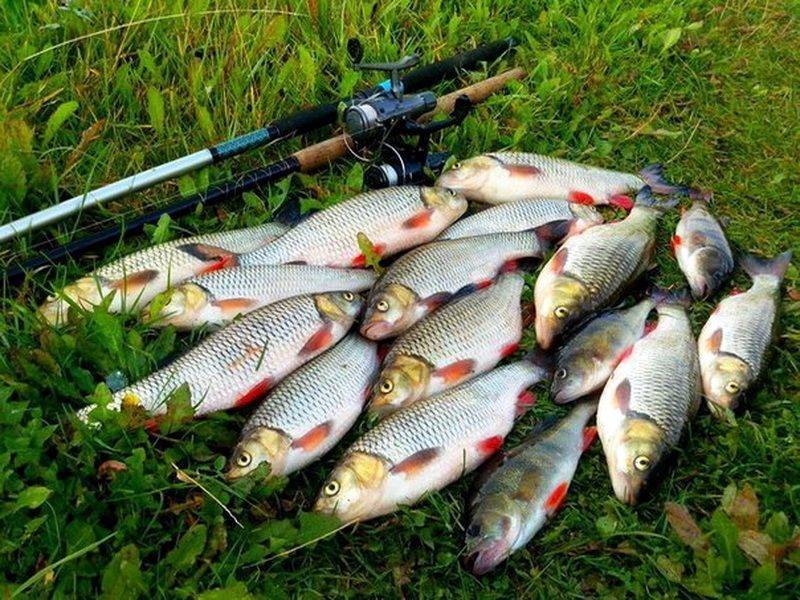 Рыбалка в сызрани: лучшие места и прогноз клёва :: syl.ru