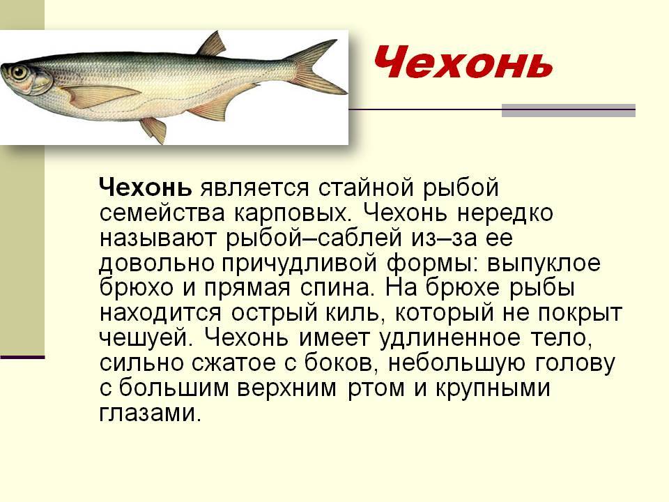 Где водится рыба чехонь? как приготовить рыбу чехонь? :: syl.ru