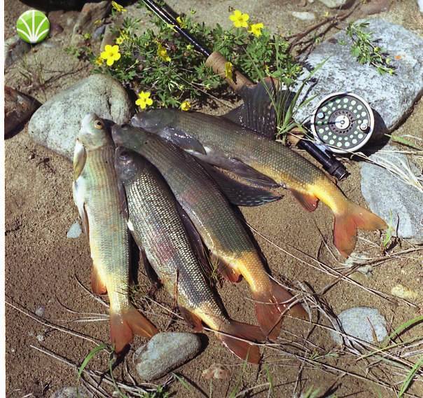 Лучшие рыбные места в хакасии - все для любителей рыбалки | отель «саяногорск» - пространство вашего комфорта!
