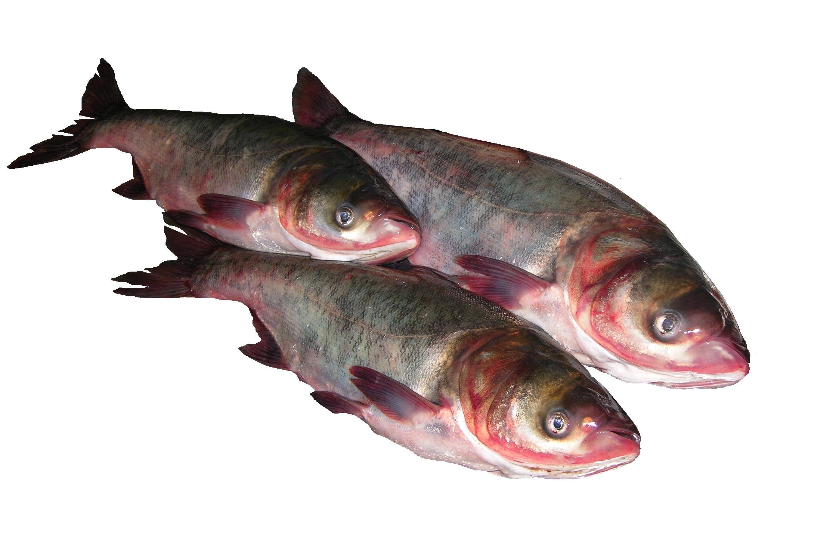 Толстолобик — что это за рыба, чем полезна и как ее готовить?