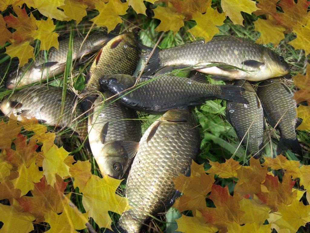 Ловля карася осенью: на что клюет, где искать, лучшая наживка и приманка для рыбалки, влияние погоды