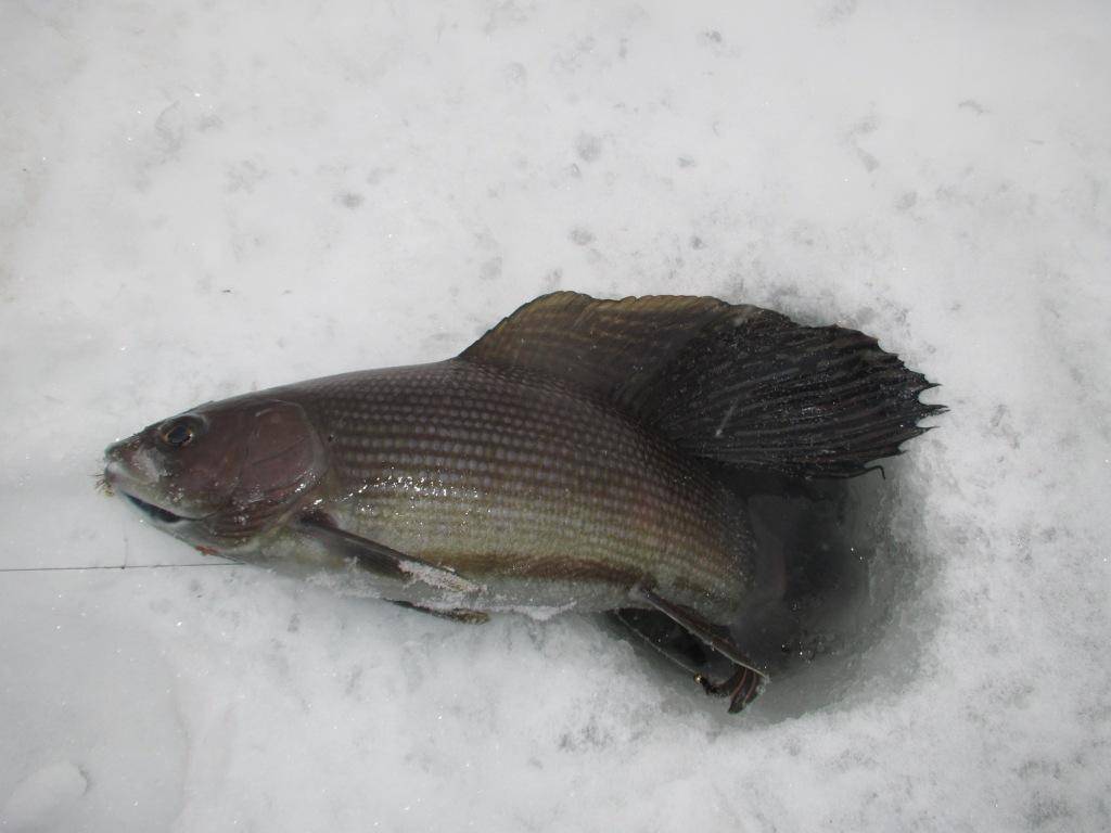 Рыбалка в кемеровской области – самые уловистые места и видовое разнообразие рыб – ribalim.com