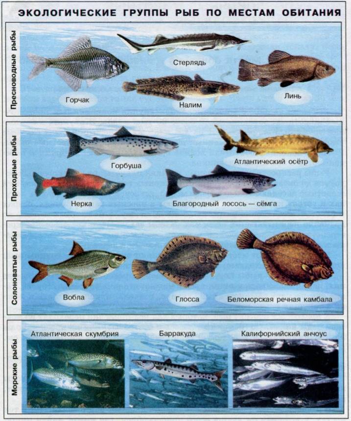 Семейство тресковых рыб с описанием и фото