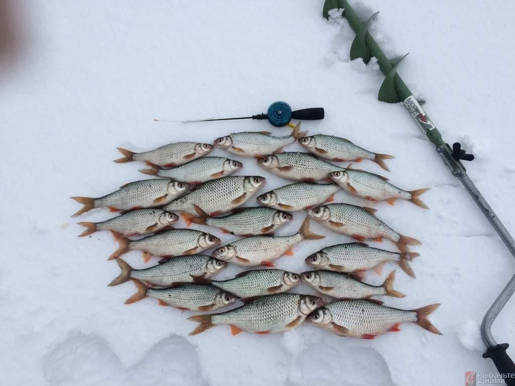 Ловля плотвы по первому льду | рыбалка на плотву в декабре
