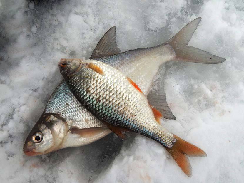 Рыба чебак википедия фото и описание