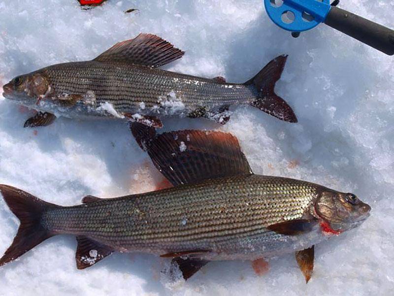 Зимняя рыбалка в Коми