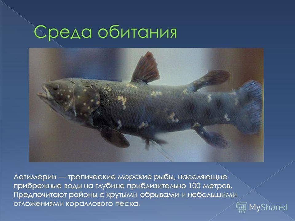 Латимерия - живое ископаемое рыбы