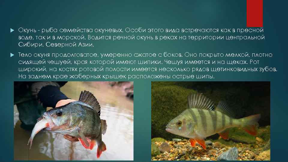 Болезни аквариумных рыб: лечение,описание,фото,симптомы,видео | аквариумные рыбки