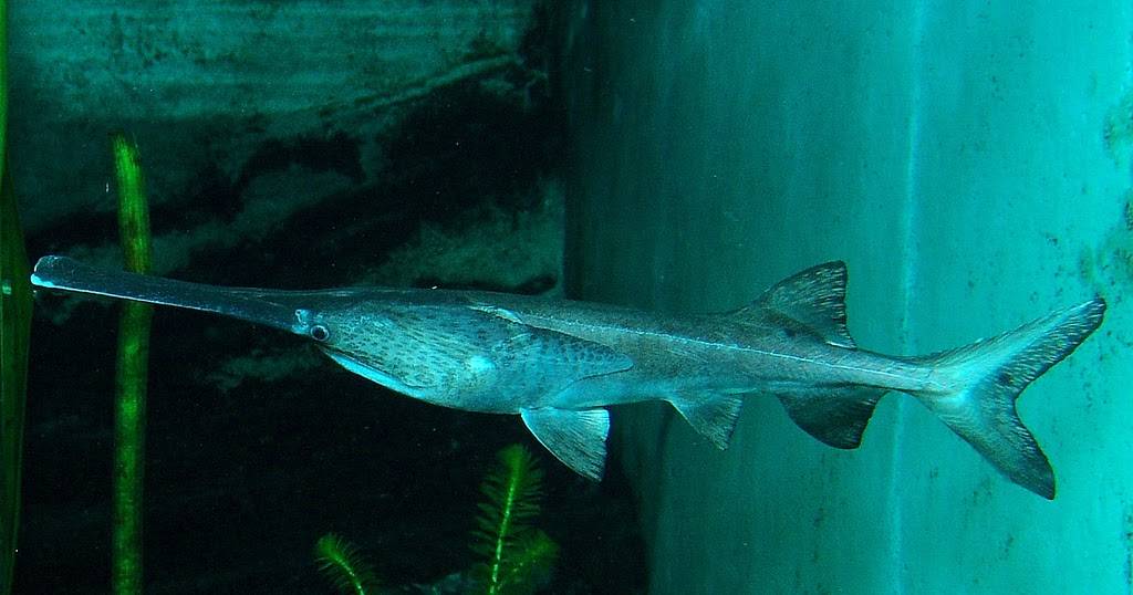 Рыба веслонос: информация о представителе семейства осетровых