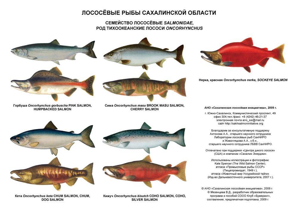 Какой бывает красная рыба: список названий и разновидностей, особенности видов семейства осетровых и лососевых