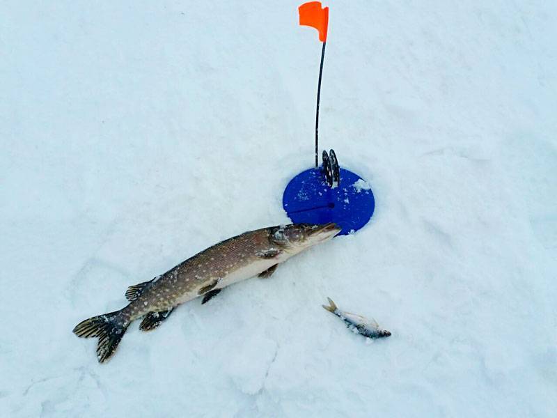 Жерлицы на щуку зимой: устройство, правильный монтаж оснастки на рыбалке