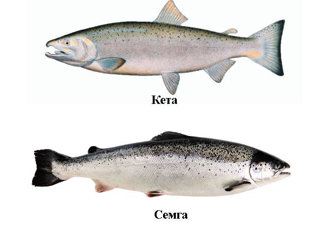 Чем отличаются семга и лосось: есть ли разница, чем питаются, какая рыба лучше