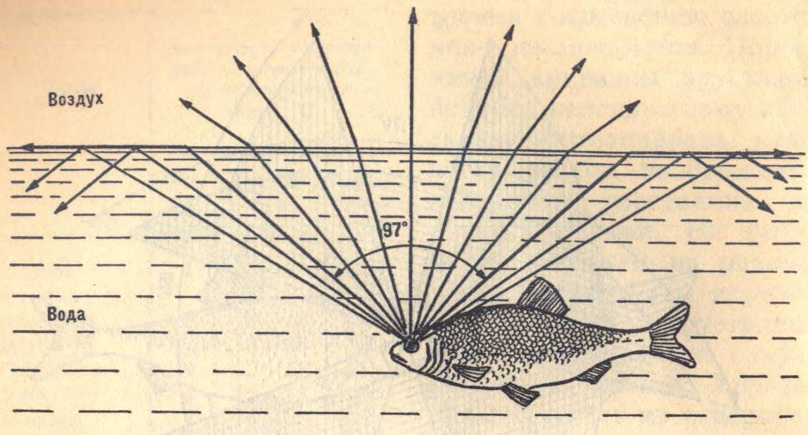 Знак зодиака рыбы, характеристика и совместимость