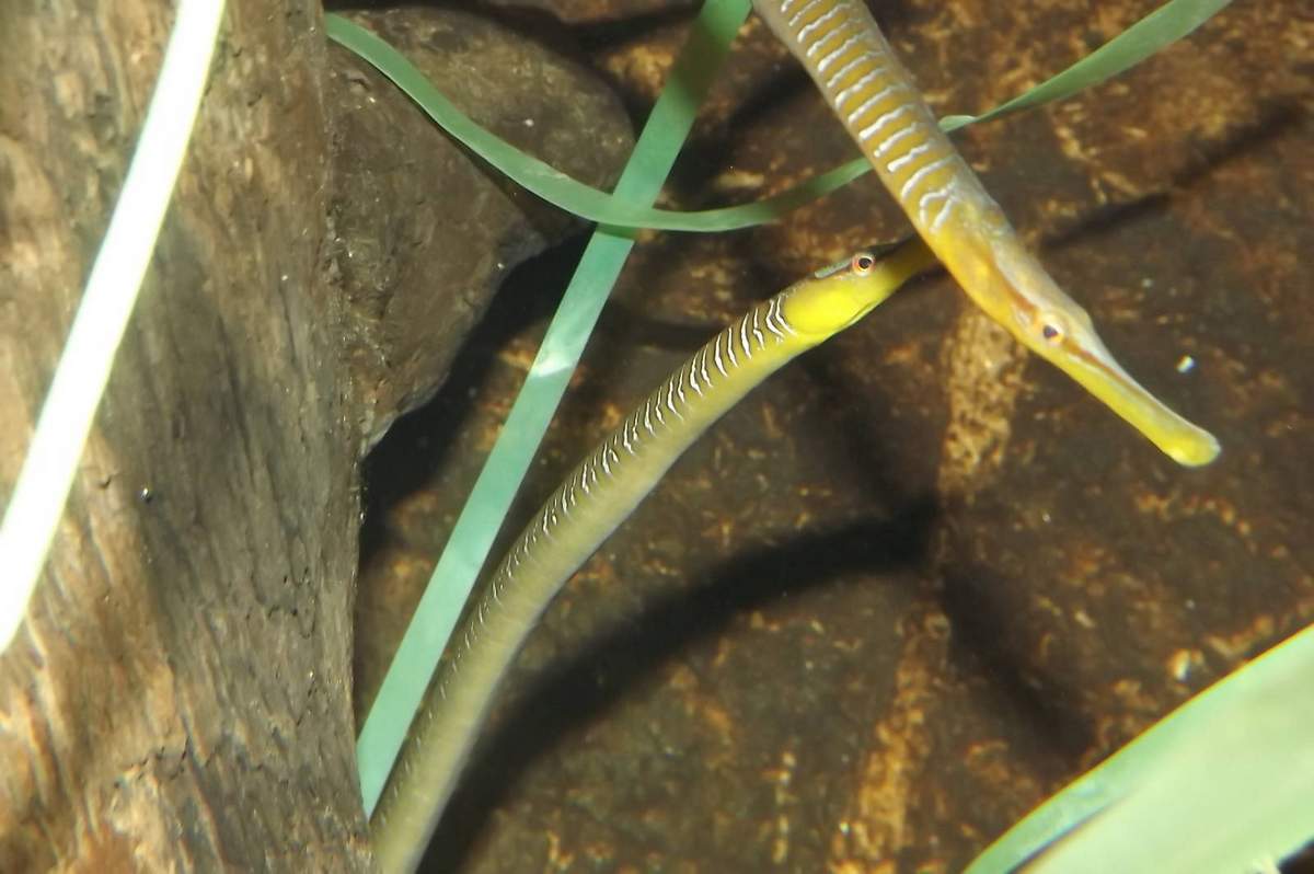 Игла-рыба черноморская — sygnathus nigrolineatus