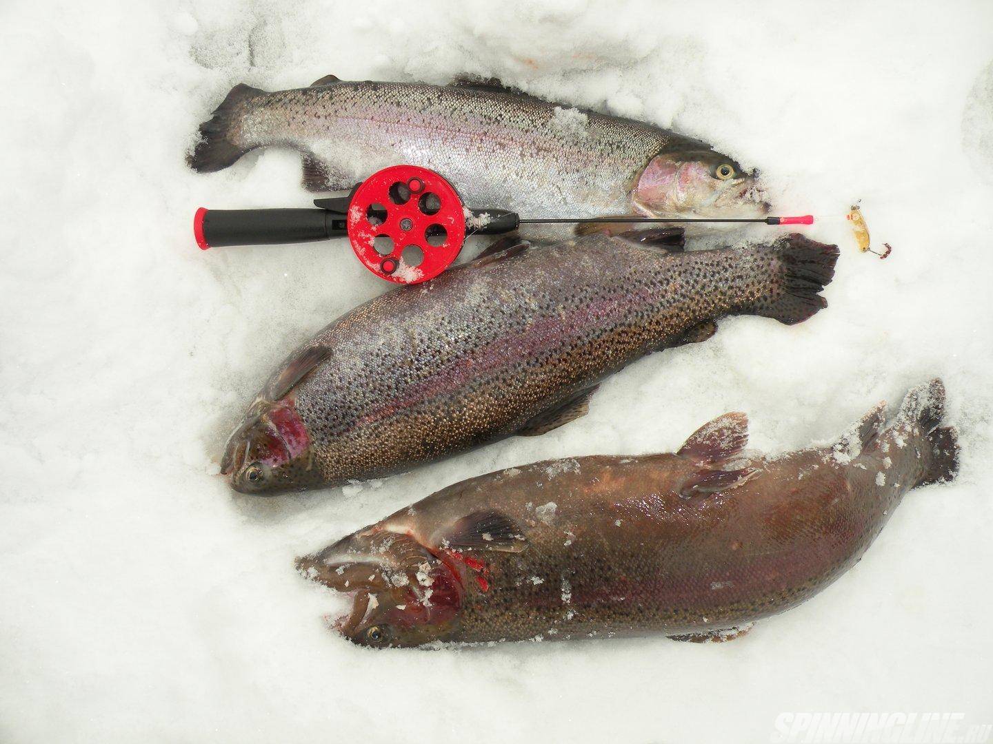 Рыбакам на заметку: ловля форели зимой :: syl.ru
