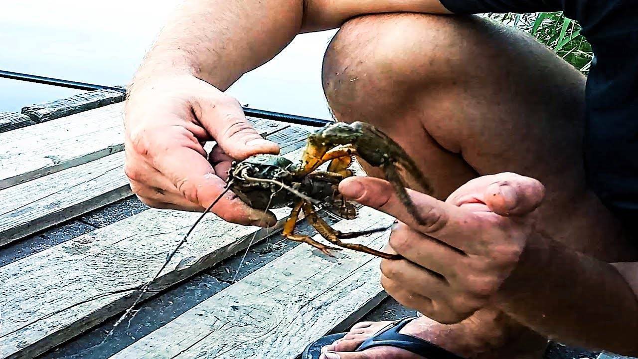 Как и на что правильно ловить раков в раколовки? - суперулов - интернет-портал о рыбалке