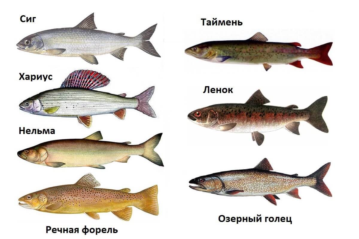Рыба семейства сиговых: какие виды относятся к семейству, как называются и где можно поймать